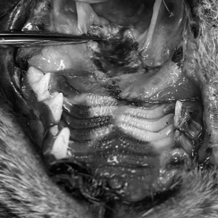 Radiographie de thorax en décubitus latéral droit